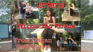 Let's Meet the Yellow Big Python