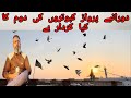 Par Kabootar ki Pehchan || Achay kabootar ki Pehchan||@shockjuttada7964#kabootar#pigeon #india