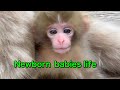 [SNOW MONKEYS] 176 (baby life) jigokudani monkey park  korakukan newborn baby monkey snowmonkey 地獄谷