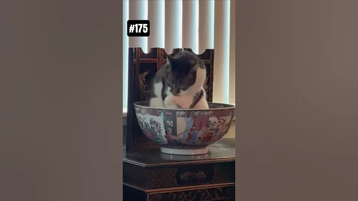 Video 11683731: post, cute cat