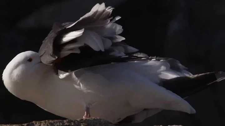 FLIGHT: The Genius of Birds - Feathers
