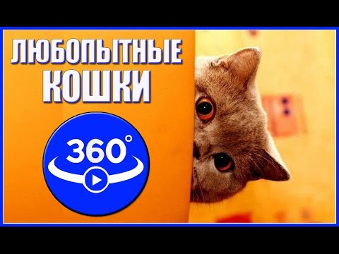 Любопытные кошки. Видео 360 градусов.