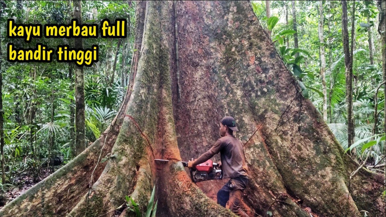 Валка и резка древесины мербау больших размеров в полном объеме!