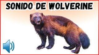 Sonido de wolverine gloton gulo gulo