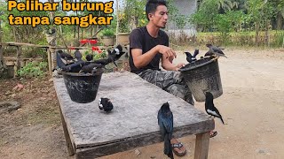 KALIAN TIDAK AKAN PERCAYA INI_BURUNG LIAR BERSARANG DI DALAM RUMAH