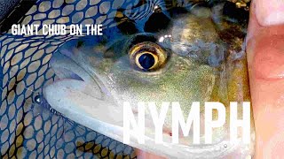 Nymphing for Giant Chub  Fly fishing   Tie to Catch challenge ep. 2  Damselfly Nymph