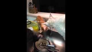 Lambert, Rupert, and Sherbert drinking water and playing in the sink! by Rhonda 86 views 11 years ago 2 minutes, 2 seconds