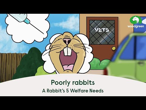 Hoe konijnen gezond te houden | 'Een konijn 5 welzijnsbehoeften' Serie – Dierenartsenzorg | Woodgreen Huisdieren liefdadigheidsinstelling Hoe konijnen gezond te houden | 'Een konijn 5 welzijnsbehoeften' Serie – Dierenartsenzorg | Woodgreen Huisdieren liefdadigheidsinstelling