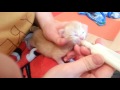 Как накормить новорожденных котят