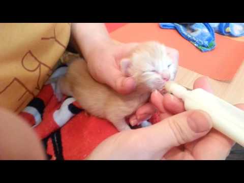 Как накормить новорожденных котят