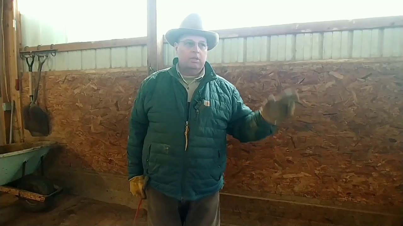 My horse chews wood...What do I do? YouTube