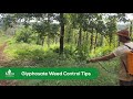 Glyphosate weed control tips  weed management  weed control strategies