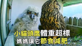 The ”tiger mother cat father” of the owl world 」! The little owl was overweight and could not fly.