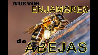 Nuevos enjambres de abejas