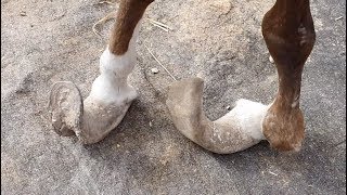 احضرنا الحذى للفرس ويقدر عمر حوافرها اكثر من ٣ سنوات مع جمال العمواسي احضرنا الحذى للفرس ويقدر عمر حوافرها اكثر من ٣ سنوات مع جمال العمواسي