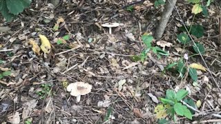 Large termite mushroom picking for this meal.