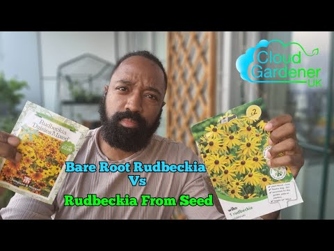 How To Grow Bare Root Rudbeckia Vs Growing Rudbeckia From Seed