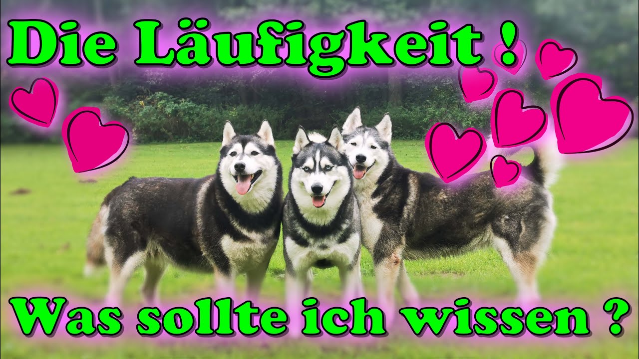 Läufigkeit bei meiner Hündin - was muss ich dazu wissen? / Tipps & Tricks zur Hitze / Nature Trails