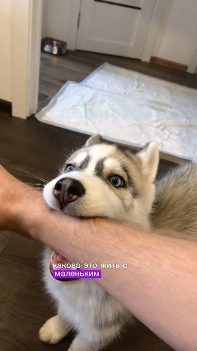 Каково это жить с маленьким хаски? - YouTube
