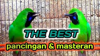 MASTERAN CUCAK IJO TERBAIK AGAR MAU BONGKAR ISIAN