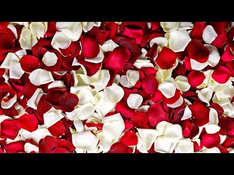Video: Kako održavate svježe latice ruže?