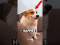 Top 5 HAPPIEST and CUTEST Animals in the World 😲 #shorts
