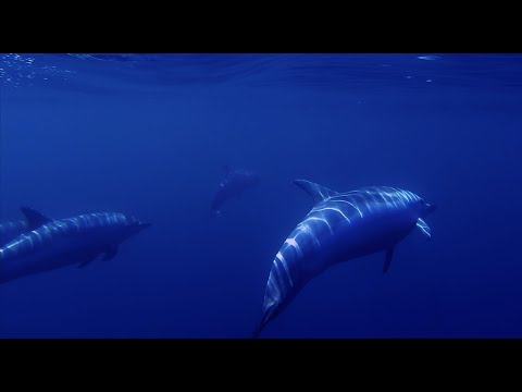 Δελφίνια του Αρχιπελάγους   (Aegean Dolphins).