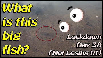 What is  this Big Fish Called in the River Foss, York?