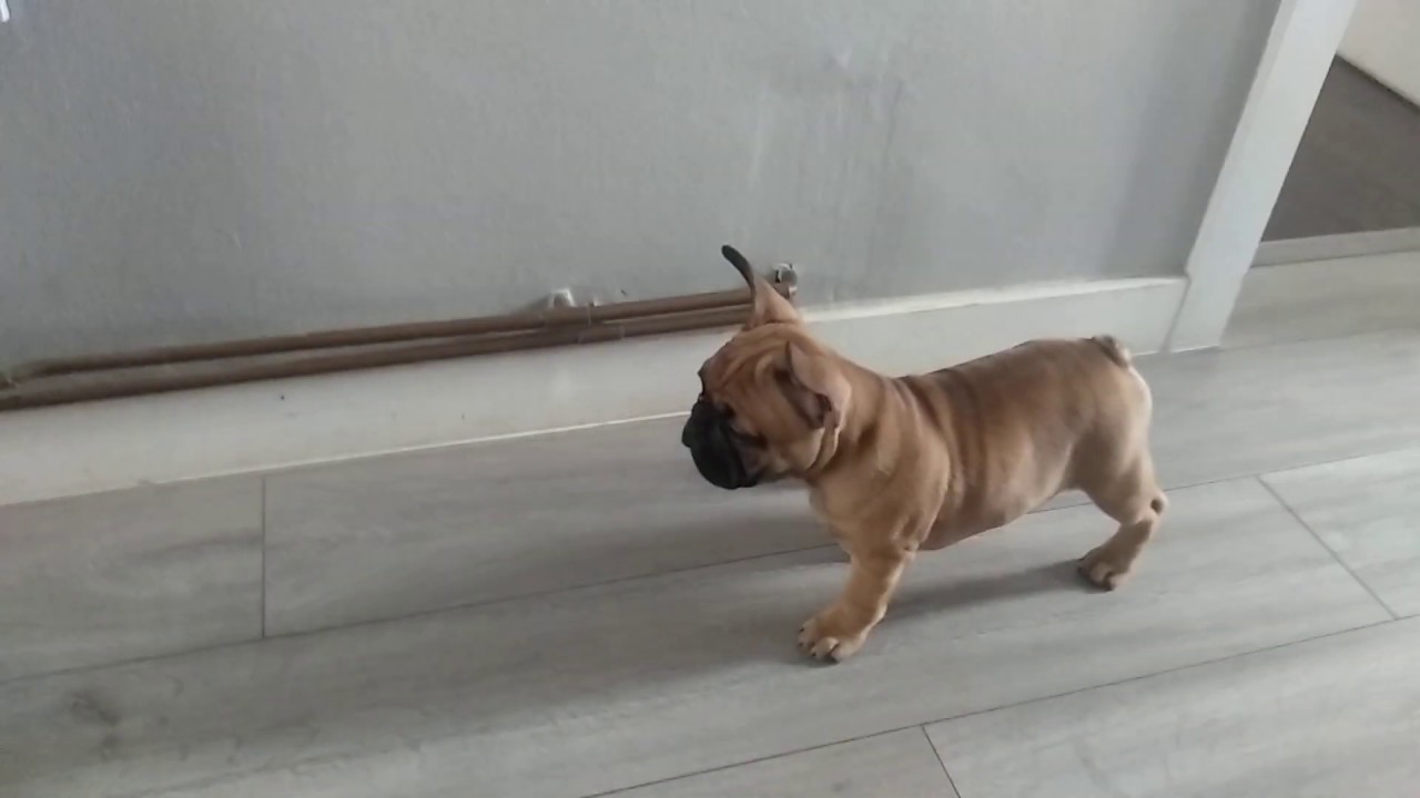 Red Fawn French bulldog puppy 2019