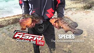 Asfn Species Yellow Belly Rockcod