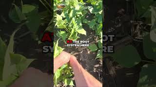 Wheat Petes POV: Edible Bean Yellowing, Potash Deficiency & Waterlogging! #shorts