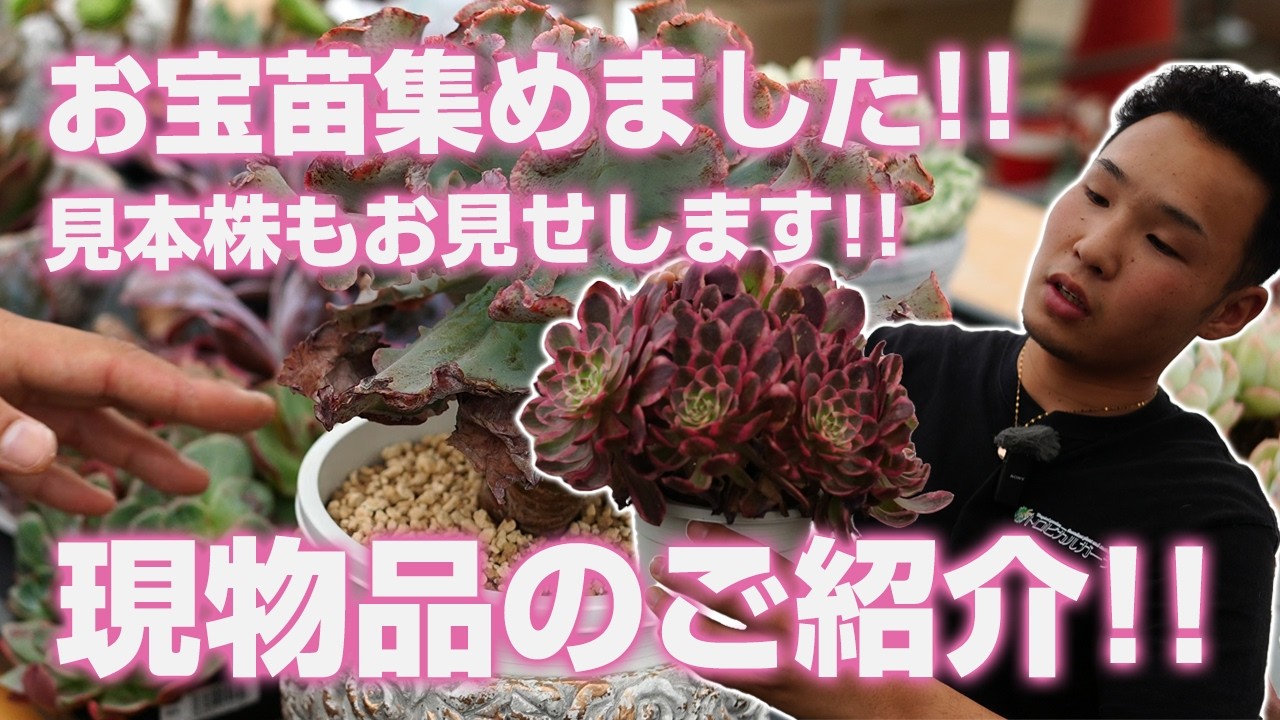 Top【選抜株】多肉植物　1434春星　ハルホシ　10個　鉢無し/脱土 06/11/2026 [Succulents] Actual items for sale!! We've gathered