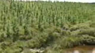 Os Campos de Cima da Serra - um bioma diferente e tão rico quanto o Pampa gaúcho, que fica en
