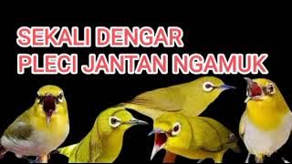 PLECI BETINA RIBUT MEMANGGIL JANTAN