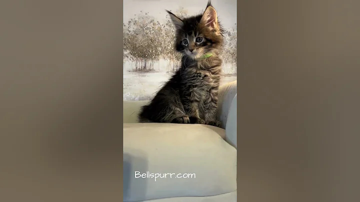 Watch the video about Amber Tabby Male Maine Coon Boy | Bellspurr