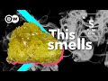 Sulfur: The stinky pollution nobody is talking about | Elemental Ep. 1