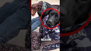 3 strangest Animal Moments Cought on Camera