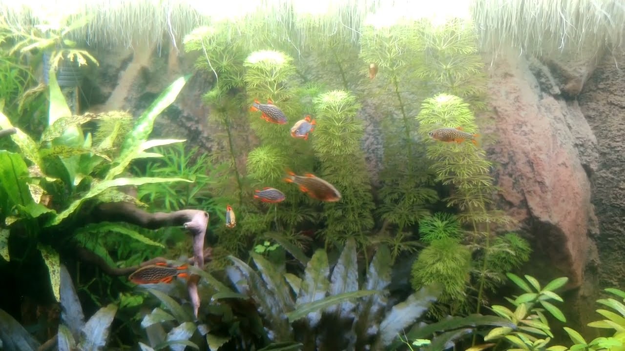 Microrasbora galaxy 60 litres asiatique