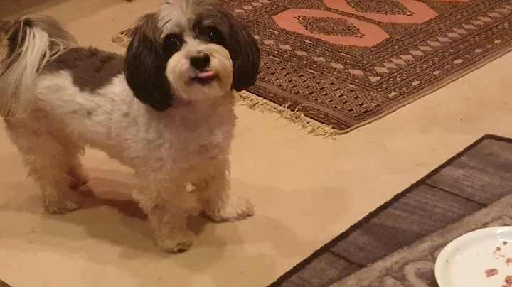 Winny's 5th Birthday 21.12.2021