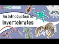 Invertebrates and Vertebrates Comparison