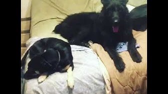 Pupparazzi Youtube