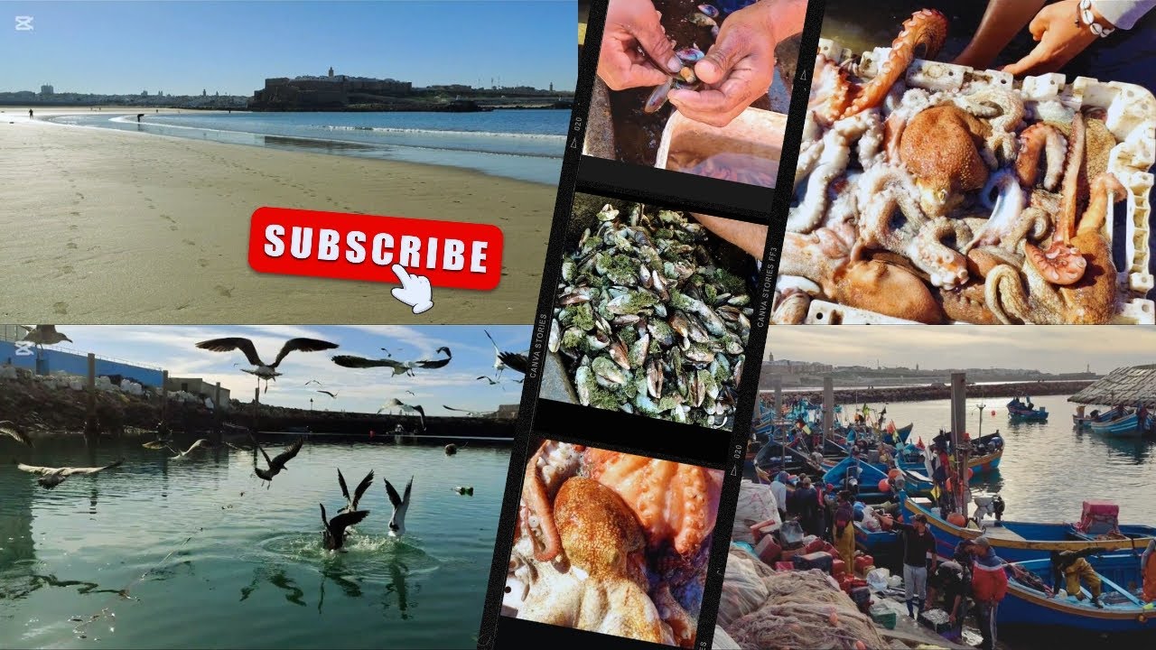 ⭕الأخطبوط 🐙 غلاء السمك 🐟😱 إنتهاء الراحة البيولوجية 🌊🛶