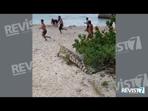 ¡Tremendo susto! Apareció caimán aguja en playas del Parque Tayrona