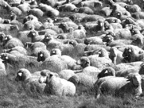 Intervallo anni 70 originale con immagini di pecore full for Foto di saloni