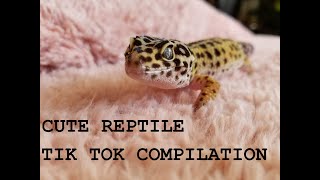 Cute Reptile TikTok Compilation