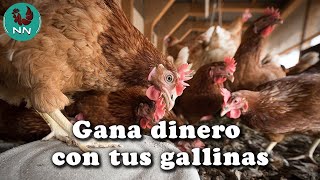 Como ganar dinero con tus gallinas ponedoras