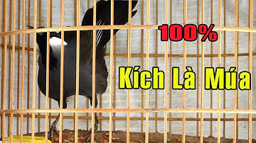 Luyện khướu bạc má Hót Múa kích khướu nhà bạn căng lửa múa theo/Kích là  Múa ngay,khuoubacma
