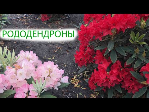 Video: Raste li rododendroni brzo?