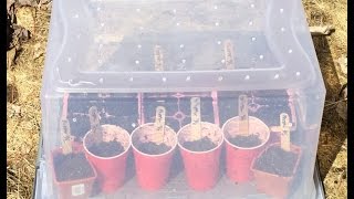 How To Make a Mini-Greenhouse!