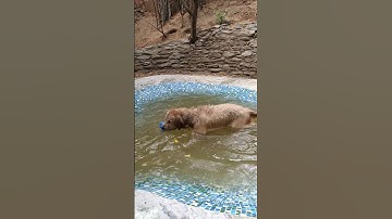 Casey Playing Fetch In Pool 😍 | 7.5 months old | Casey Messy | #shorts #goldenretriever